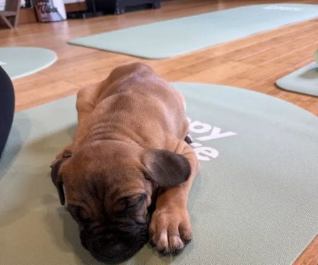 Puppy Sphere | Puppy Yoga (Long Island)