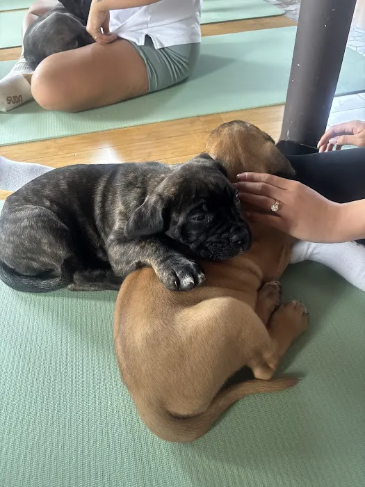 Puppy Sphere | Puppy Yoga (Long Island) Picture 9