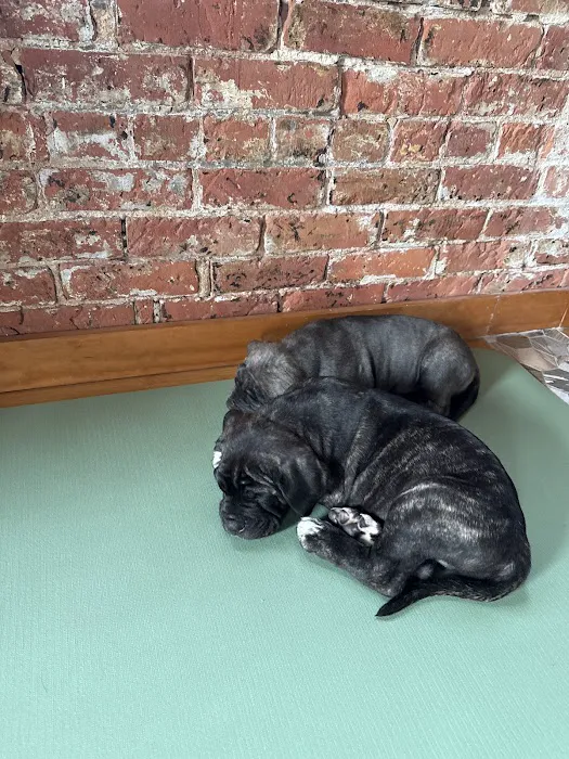 Puppy Sphere | Puppy Yoga (Long Island) Picture 2
