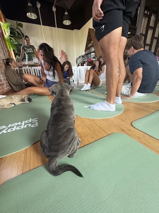 Puppy Sphere | Puppy Yoga (Long Island) Picture 7