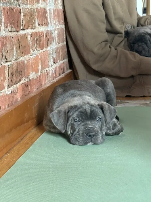 Puppy Sphere | Puppy Yoga (Long Island) Picture 10