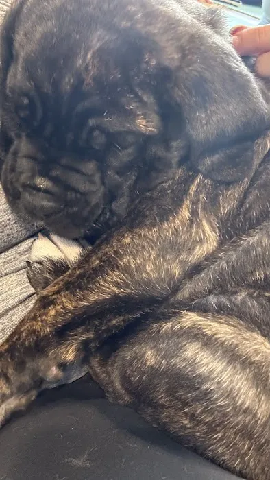 Puppy Sphere | Puppy Yoga (Long Island) Picture 5