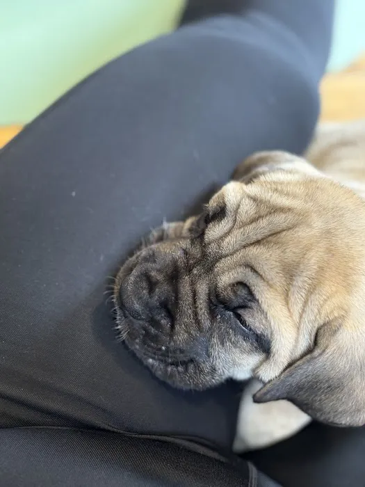Puppy Sphere | Puppy Yoga (Long Island) Picture 4