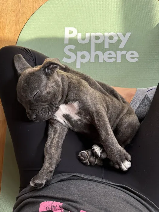 Puppy Sphere | Puppy Yoga (Long Island) Picture 8
