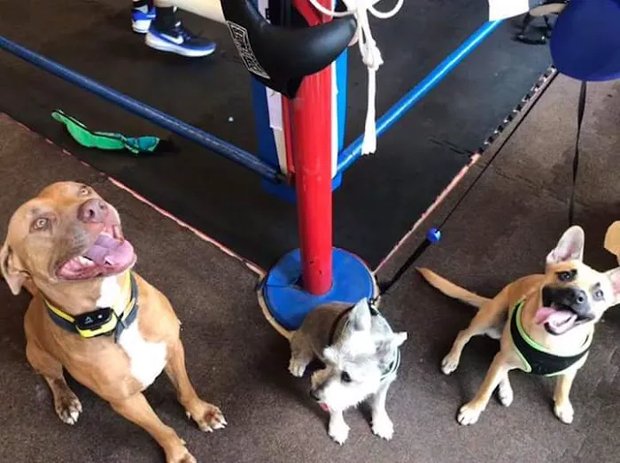 Eppley Boxing And Kickboxing Picture 2