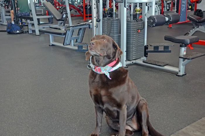 Fit Gym of Fenton Picture 6