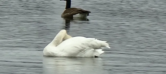 Cross lake beach Picture 9