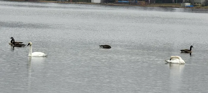 Cross lake beach Picture 10