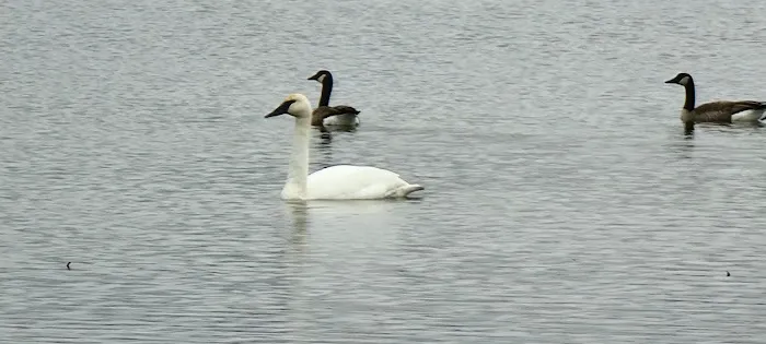 Cross lake beach Picture 6