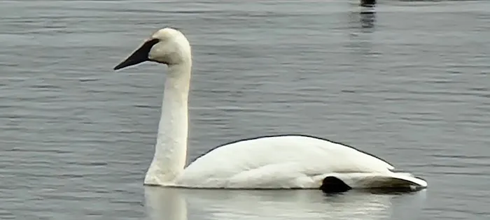 Cross lake beach Picture 7