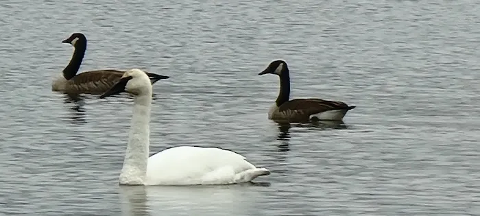 Cross lake beach Picture 1
