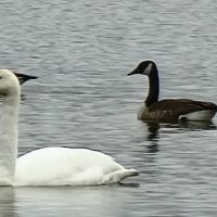 Cross lake beach ico