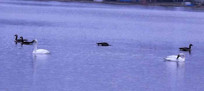 Cross lake beach Picture 3