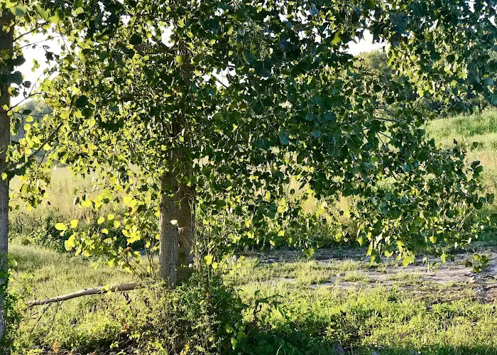 Monarch-Chesterfield Levee Trail Picture 9