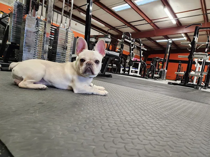 Advocate of Iron Gym Picture 9