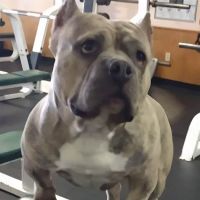 Stay Fit Gratiot County ico