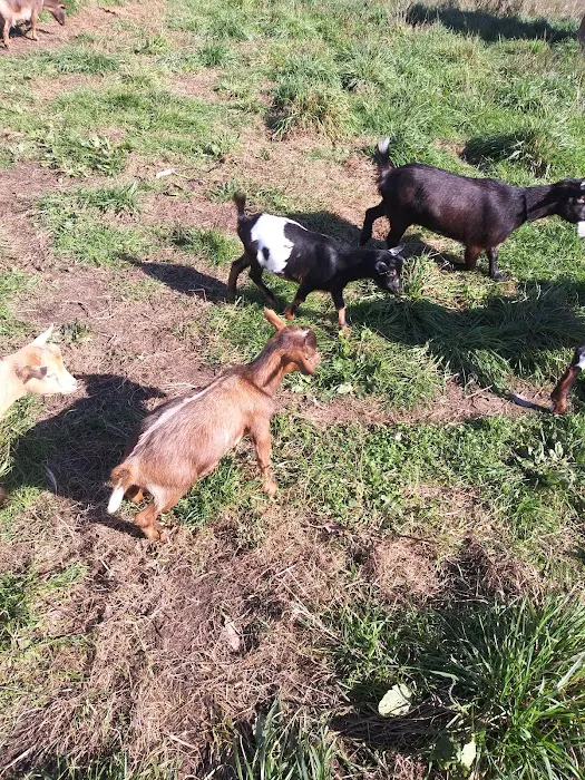 Bluebird Meadow Goat Yoga LLC Picture 6