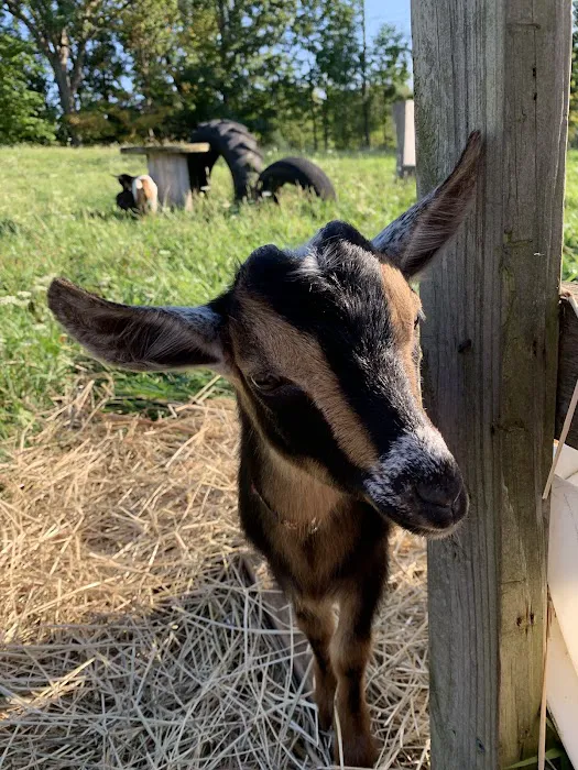 Bluebird Meadow Goat Yoga LLC Picture 7