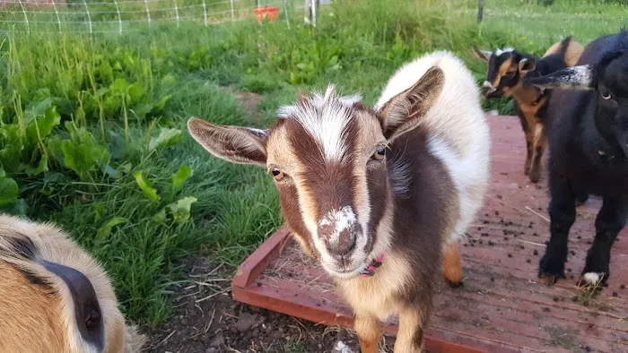 Bluebird Meadow Goat Yoga LLC Picture 10