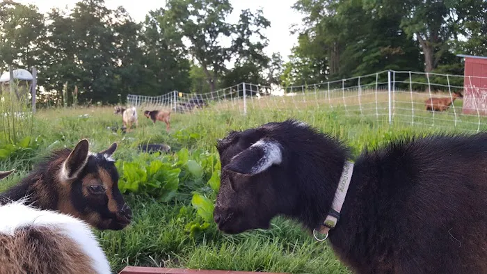 Bluebird Meadow Goat Yoga LLC Picture 1