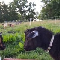 Bluebird Meadow Goat Yoga LLC ico