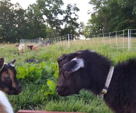 Bluebird Meadow Goat Yoga LLC