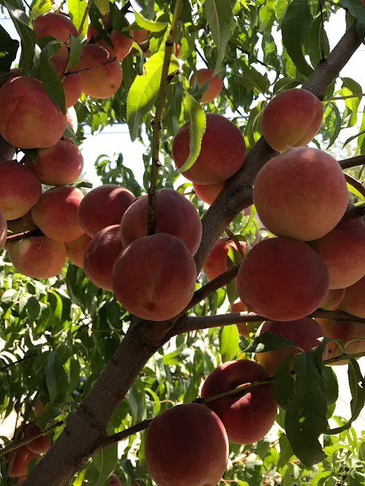 Jane's House of Well Being Picture 4