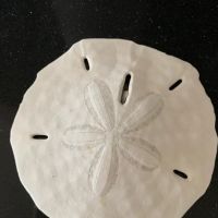 Total Practice Yoga ico