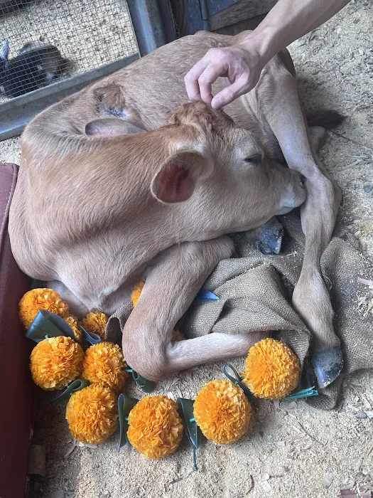 GGA Dwarf Goat Yoga Picture 1