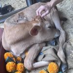 GGA Dwarf Goat Yoga