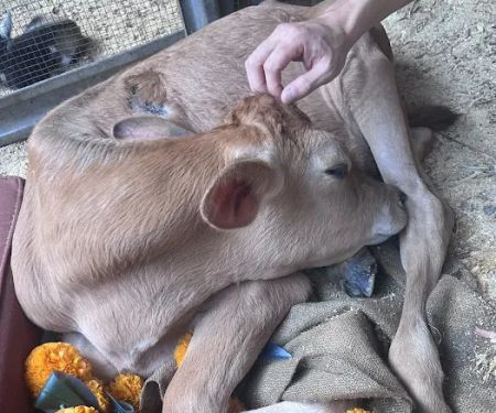 GGA Dwarf Goat Yoga