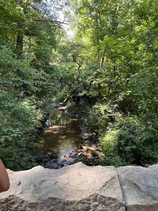 GGA Dwarf Goat Yoga Picture 7