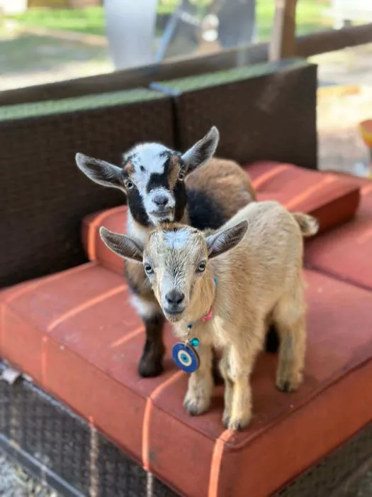 GGA Dwarf Goat Yoga Picture 2