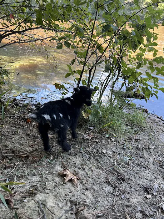 GGA Dwarf Goat Yoga Picture 9