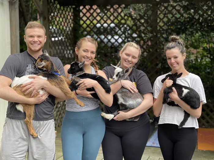 GGA Dwarf Goat Yoga Picture 5