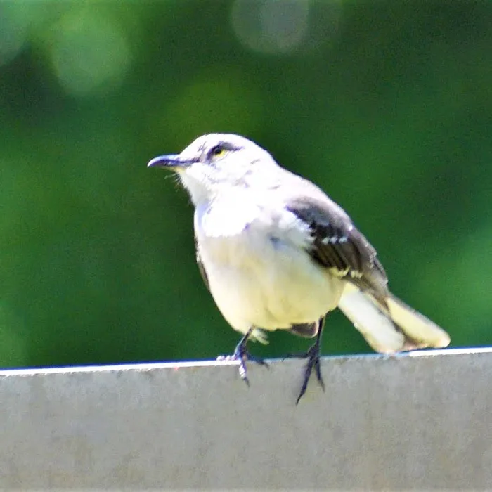 M&H Thunder Kickboxing Picture 9