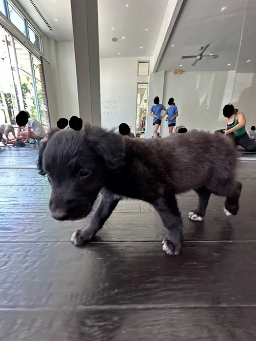 Ember Hot Yoga Picture 8