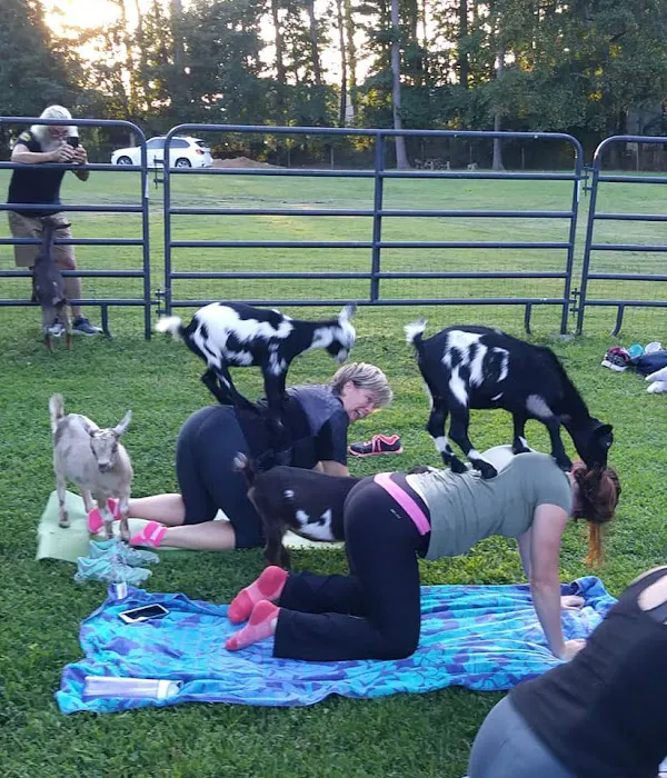 Goat Yoga Georgia Picture 7