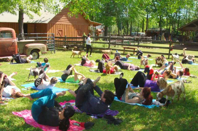Goat Yoga Georgia Picture 5