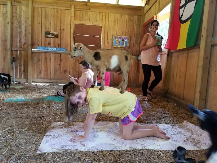 Goat Yoga Georgia Picture 8
