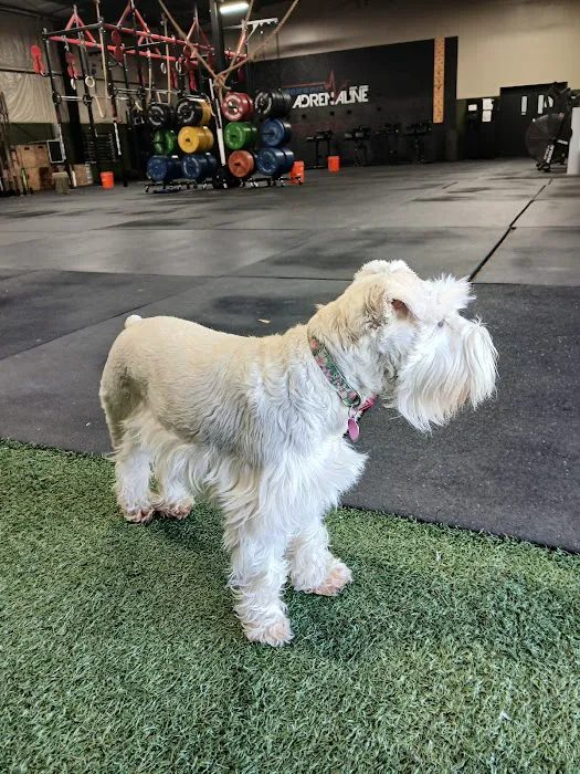 CrossFit Adrenaline Picture 3