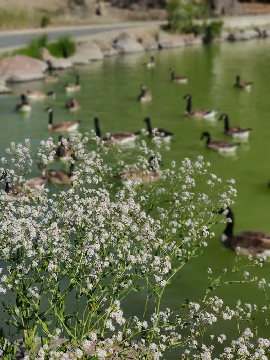 Cunningham Park Open Gym Picture 2