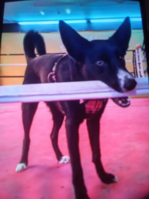 Dreamland Boxing Club Picture 2