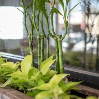 Bikram Yoga San Jose ico