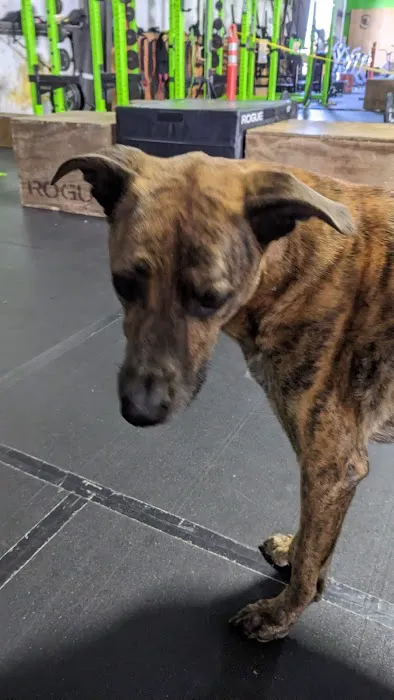 Advanced Sports Performance & Fitness Picture 6