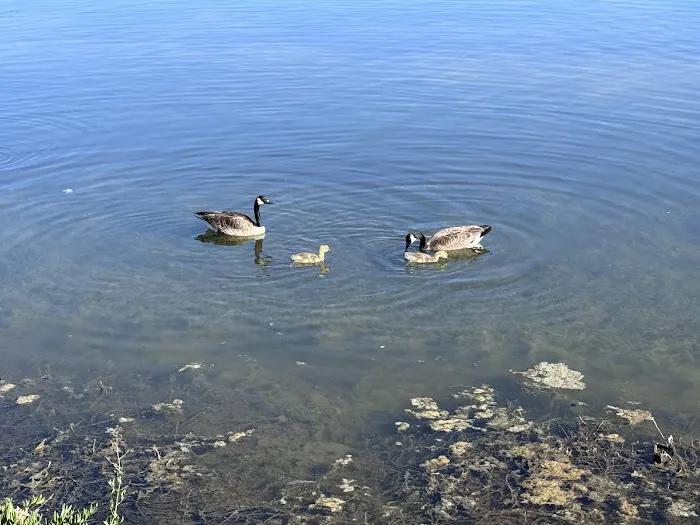 Fitness Court at Redwood Shores Picture 7