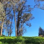 Old Guadalupe Ridge Trail