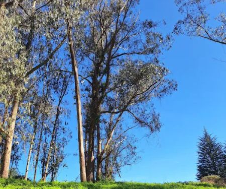 Old Guadalupe Ridge Trail