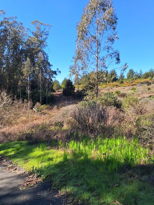 Old Guadalupe Ridge Trail Picture 8