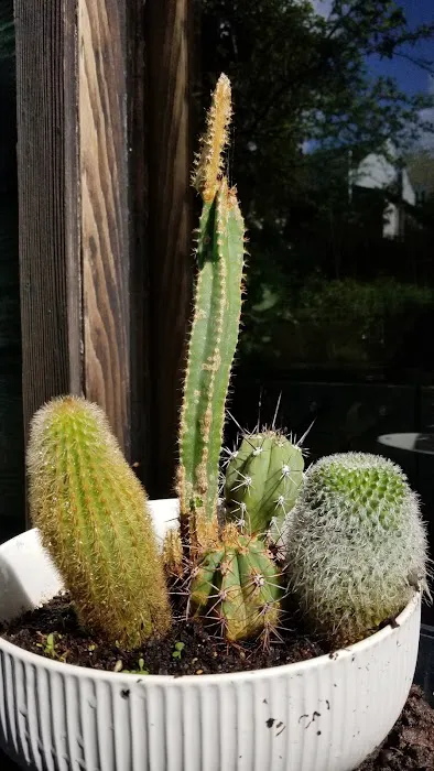 Yoga Society of San Francisco Picture 10